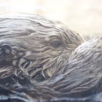 Otter floating in water