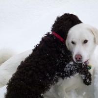Dogs hugging in snow