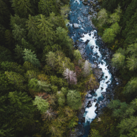 River running through green forest