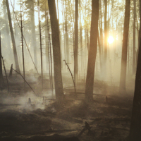 Wildfire in smokey forest