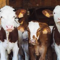 Cows on a farm