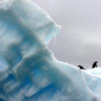 Penguins on iceberg