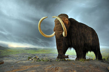 Wooly Mammoth at RBCM, image via Wikimedia Commons