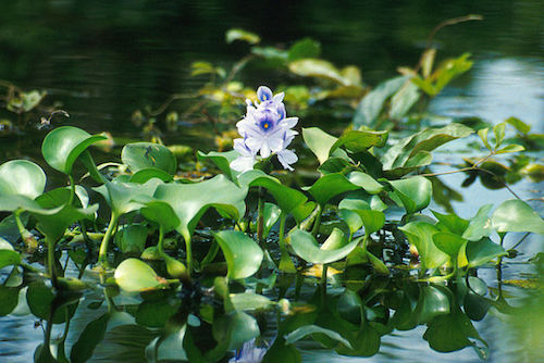 Latin American water hyacinth