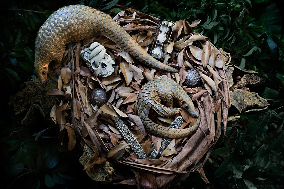 Anne de Carbuccia's art is inspiring people to change their behaviours and habits one 'time shrine' at a time. Learn more about her art practice, echoing 17th century vanitas still life painting.