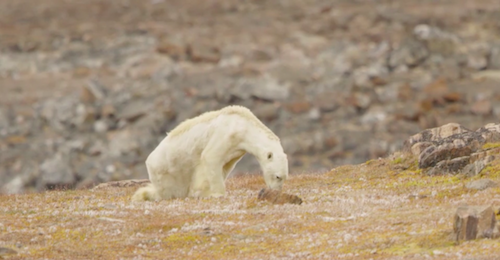 The heart-wrenching National Geographic video of the starving polar bear is effective but does it increase individual agency to act on climate change? Check out today's blog to learn more.