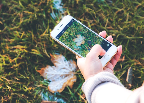 Person taking a picture of a leaf using a smartphone.